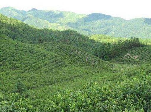 山上的茶叶